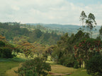 Ethiopia | Bona Zuria | Washed Landraces