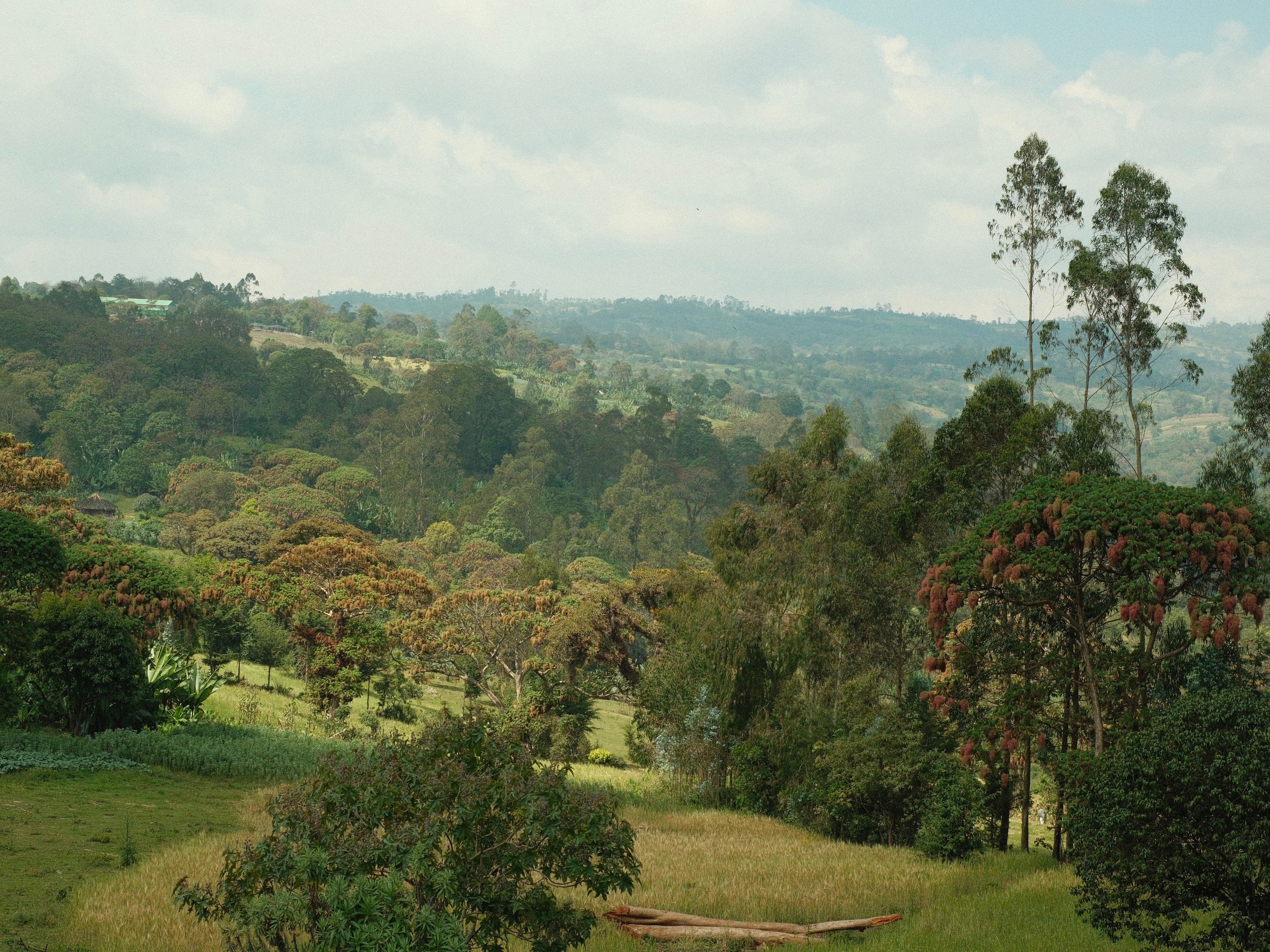 Ethiopia | Bona Zuria | Washed Landraces