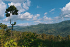 Ethiopia | Bona Zuria | Washed Landraces