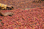 Ethiopia | Bona Zuria | Washed Landraces