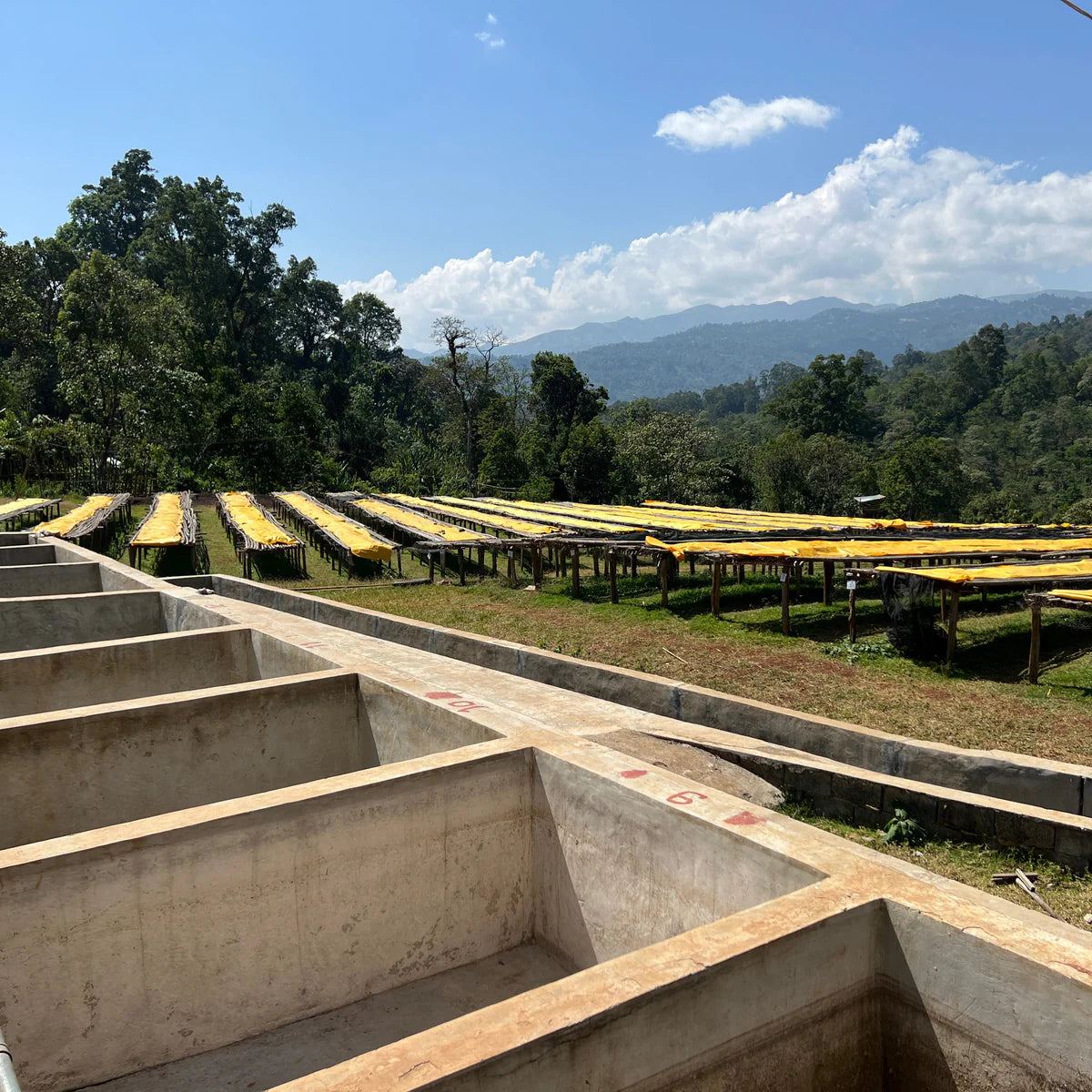 Ethiopia Yirgacheffe | Worka Chelbessa | Washed