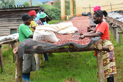 Rwanda | Nyamasheke + Nyaruguru | Ukuri | Anaerobic Natural