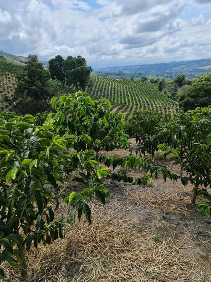 Granja Paraíso 92 farm in Cauca, Colombia