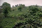Colombia | Laderas del Tapias | Catiope Cono Natural