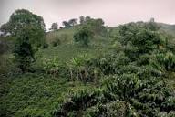 Colombia | Laderas del Tapias | Catiope Cono Natural
