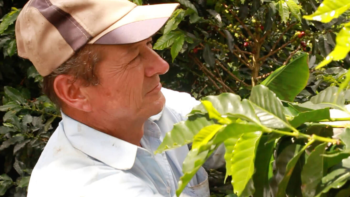 Colombia | Laderas del Tapias | Catiope Cono Natural