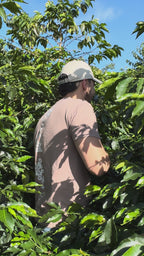 Colombia | Finca El Guayabo | Pink Bourbon Natural