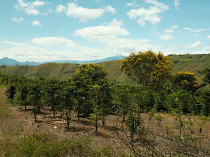 Colombia | La Esperanza | Washed Caturra