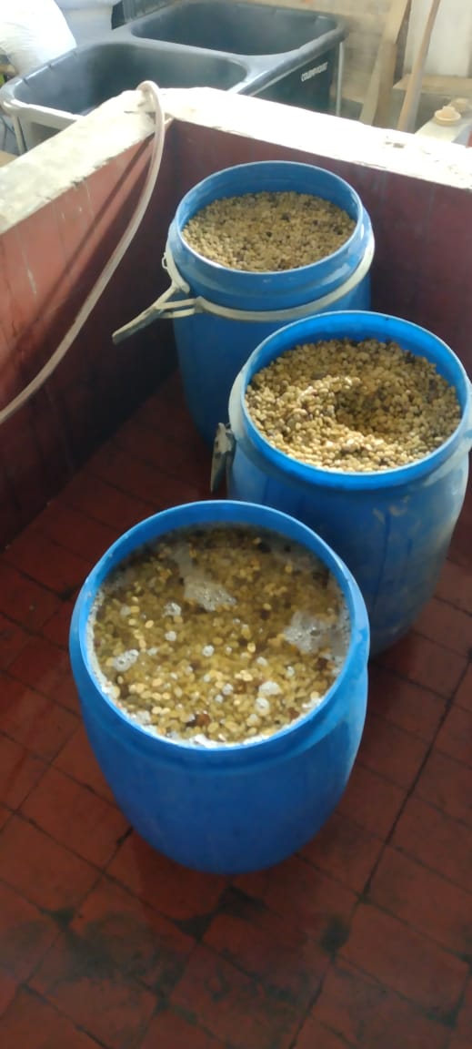 Three blue barrels holding Castillo coffee cherries in water during the 140-hour anaerobic whole-cherry fermentation phase at La Sirena Farm in Armenia, Quindío, Colombia, a crucial step in crafting Somewhere Coffee's spiced co-fermented honey lot.