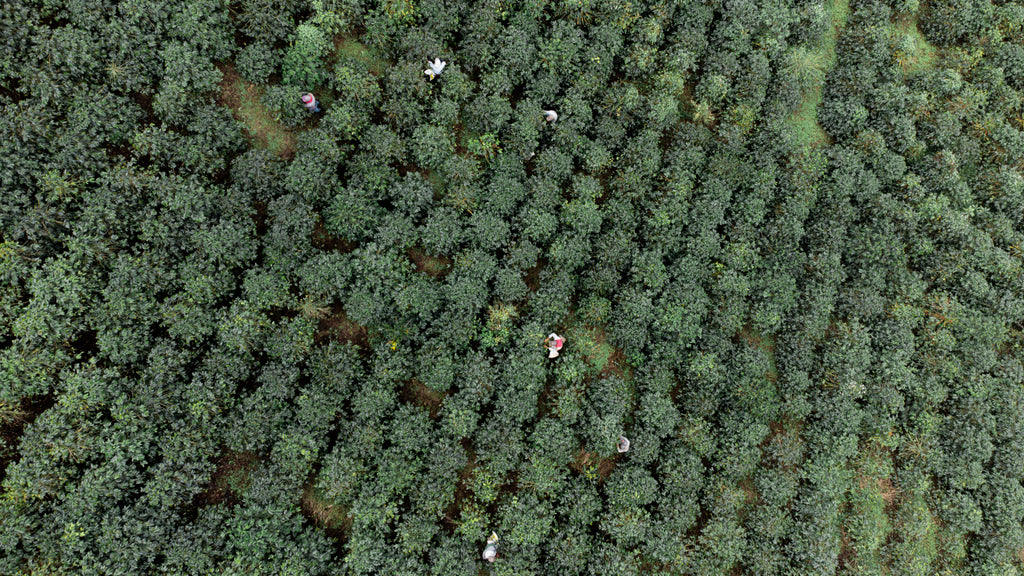 A top-down aerial drone view revealing the precise, geometric rows of dense green coffee bushes at El Placer Coffee Project in Quindío, with tiny workers scattered throughout the canopy during the Caturra cherry harvest for Somewhere Coffee.