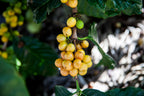 A vibrant close-up macro shot of a dense cluster of perfectly ripe, bright yellow coffee cherries (Yellow Bourbon) attached to a green branch, showing the premium raw fruit used in Somewhere Coffee's Natural Mosaic field blend.