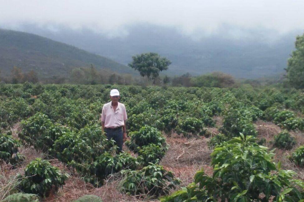 An older, experienced coffee producer standing proudly amid a field of young, green coffee plants in the misty, high-altitude mountains of Brazil, highlighting the direct-trade human connection behind Somewhere Coffee's Serras de Minas beans.