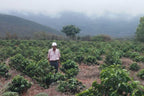 An older, experienced coffee producer standing proudly amid a field of young, green coffee plants in the misty, high-altitude mountains of Brazil, highlighting the direct-trade human connection behind Somewhere Coffee's Serras de Minas beans.
