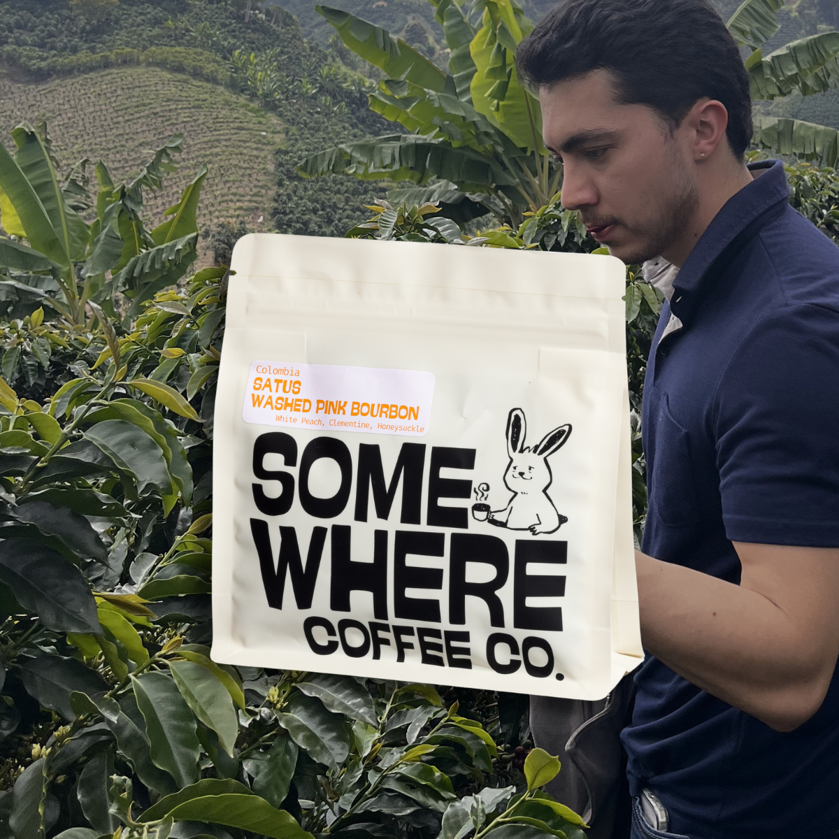 Producer Bryan Smith standing among the lush green coffee bushes at Finca Satus, proudly holding the white Somewhere Coffee Co. bag featuring the rabbit logo, representing the true farm-to-bag direct-trade connection behind his Washed Pink Bourbon lot.