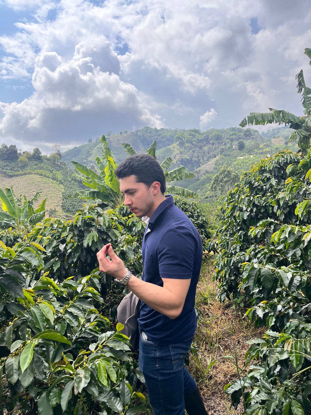 Producer Bryan Smith in a navy blue polo shirt standing among the coffee plants at Finca Satus, carefully inspecting a ripe red cherry between his fingers against a backdrop of rolling green hills and dramatic clouds, showcasing his hands-on approach to quality control for Somewhere Coffee.