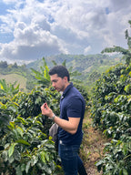 Producer Bryan Smith in a navy blue polo shirt standing among the coffee plants at Finca Satus, carefully inspecting a ripe red cherry between his fingers against a backdrop of rolling green hills and dramatic clouds, showcasing his hands-on approach to quality control for Somewhere Coffee.