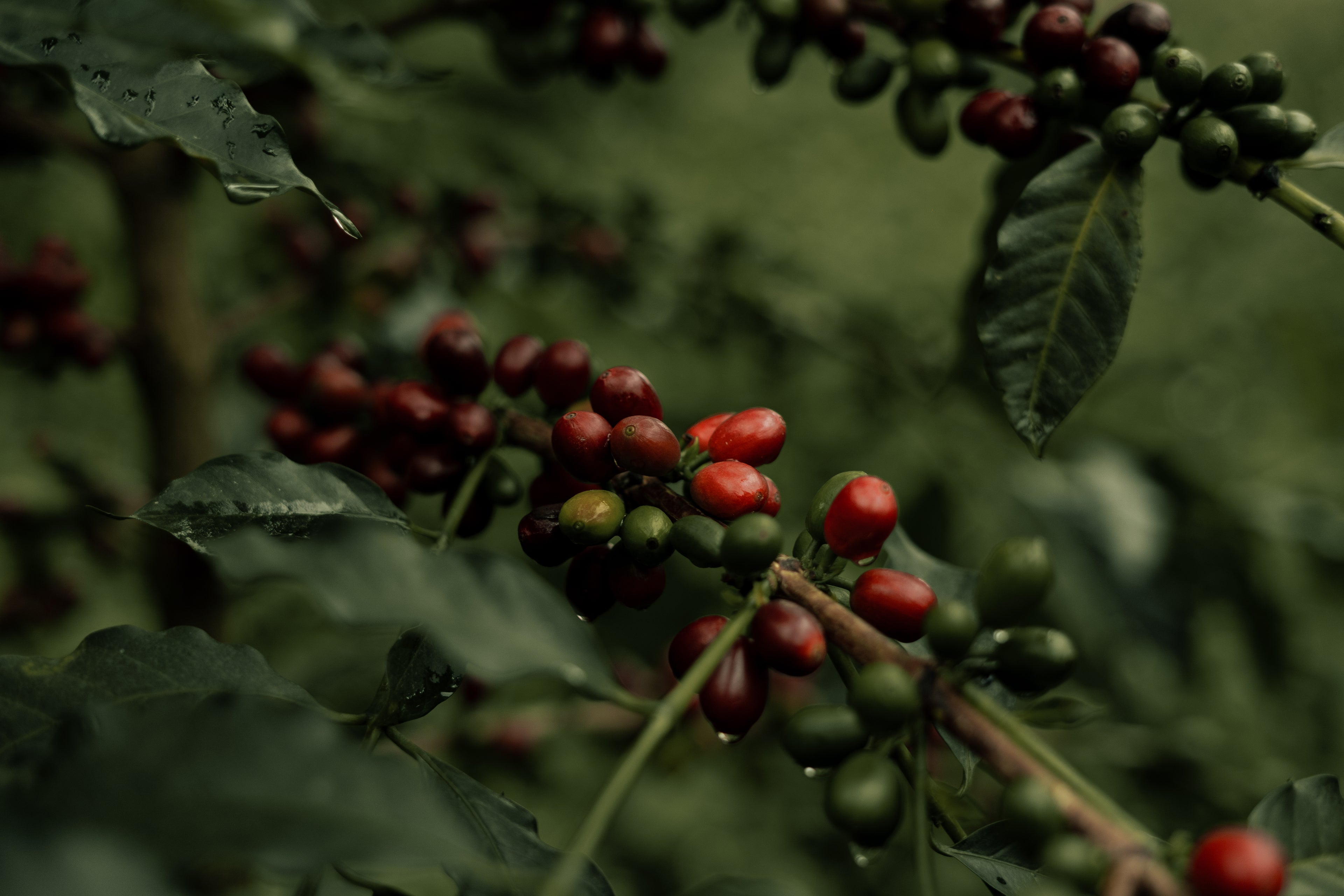 A moody, close-up macro shot of ripe red and developing green Castillo coffee cherries growing on the branch, glistening with morning dew amid wet leaves at La Cabaña Farm in Huila, Colombia, the raw ingredient for Somewhere Coffee's experimental lot.