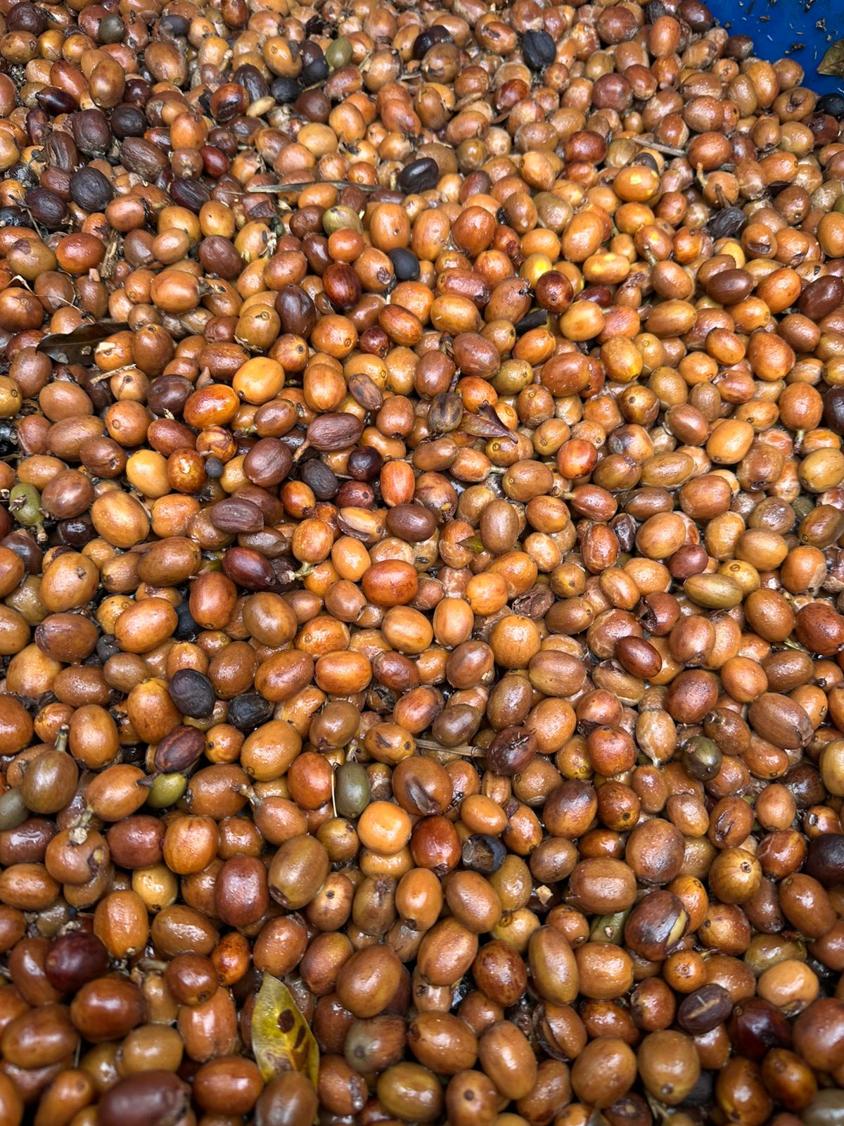 A macro close-up of the parchment coffee beans after their unique 72-hour aerobic and submerged co-fermentation process at La Reserva Farm, revealing a mix of golden and deep brown hues from the panela and microorganisms, crafted for Somewhere Coffee.