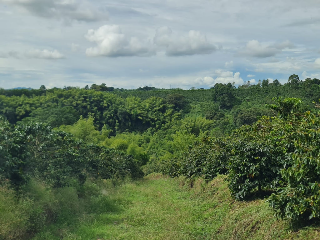 A grassy dirt path winding its way between dense clusters of towering bamboo and lush green coffee bushes at El Eden Farm in Quindío, Colombia, surrounded by a bright blue sky filled with fluffy white clouds.