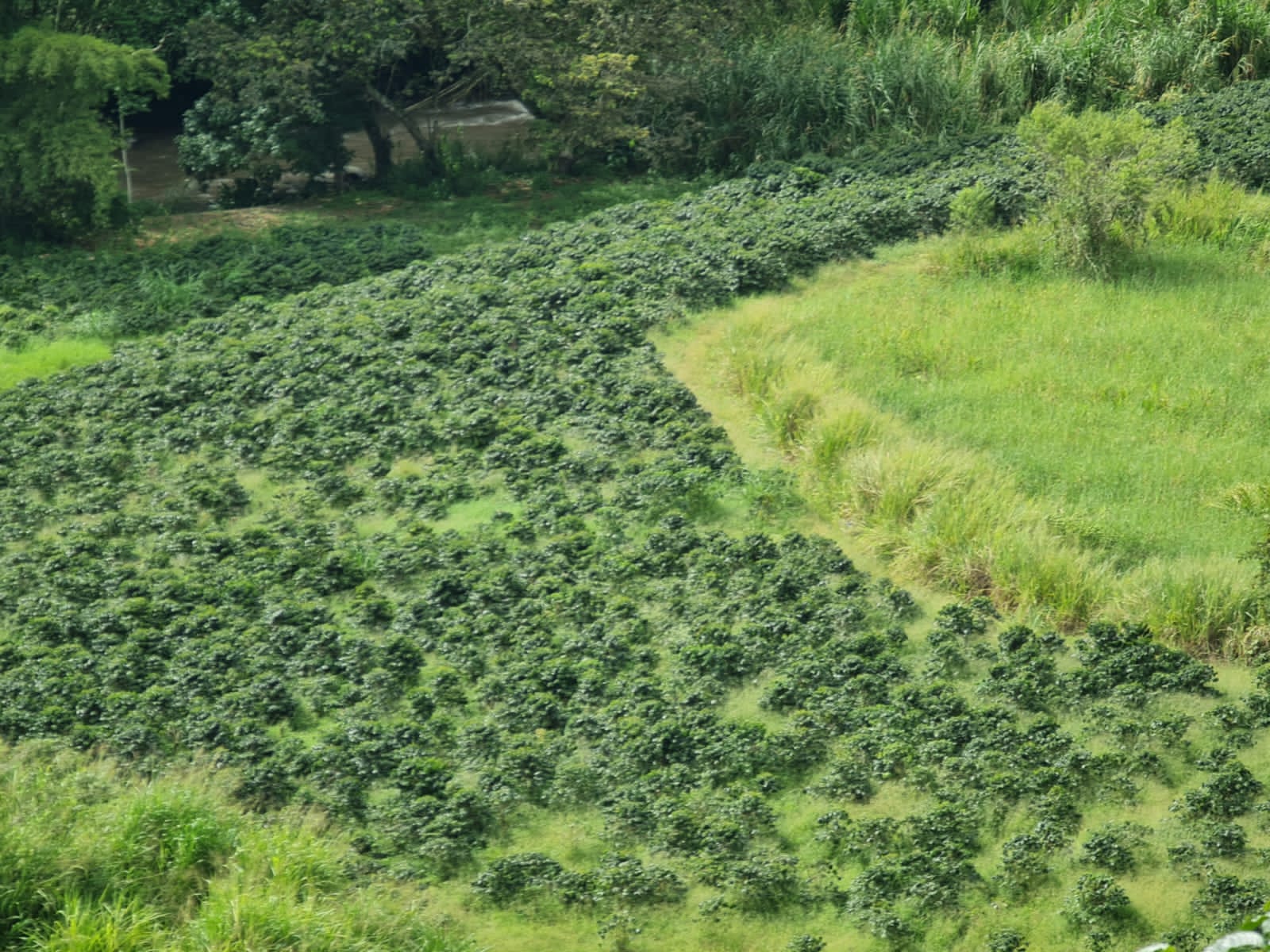 A sweeping aerial shot of a steep, verdant hillside at El Eden Farm in Quindío, showing the carefully manicured, patterned rows of coffee bushes interspersed with patches of wild green grass and bordering bamboo forests.