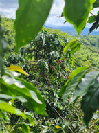 A lush coffee bush with clusters of ripe red Pink Bourbon cherries framed by large, vibrant green leaves, looking out over a breathtaking valley of rolling green hills and bamboo forests in Quindío, Colombia.