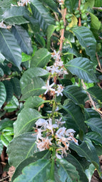 A vertical close-up showing delicate white coffee blossoms blooming alongside tiny, developing green cherries on a Pink Bourbon branch at El Eden Farm in Quindío, Colombia, capturing the beginning of the coffee lifecycle that results in Somewhere Coffee's honey co-fermented lot.
