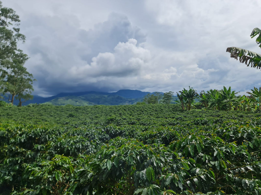 A wide landscape shot of the lush, sprawling green coffee fields at El Eden Farm in Quindío, Colombia, set against a dramatic, heavy sky filled with grey and white clouds, highlighting the high-altitude terroir and microclimate where Somewhere Coffee's Pink Bourbon is grown.