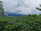 A wide landscape shot of the lush, sprawling green coffee fields at El Eden Farm in Quindío, Colombia, set against a dramatic, heavy sky filled with grey and white clouds, highlighting the high-altitude terroir and microclimate where Somewhere Coffee's Pink Bourbon is grown.