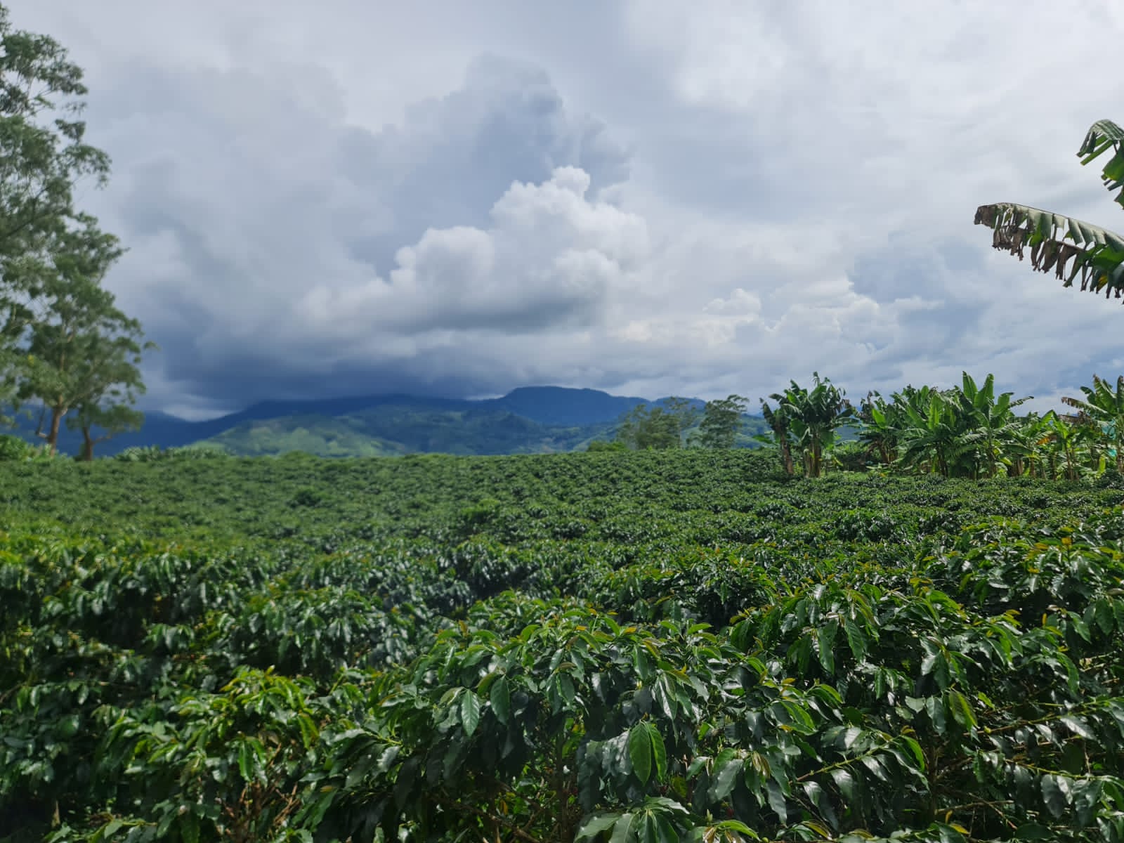 A wide landscape shot of the lush, sprawling green coffee fields at El Eden Farm in Quindío, Colombia, set against a dramatic, heavy sky filled with grey and white clouds, highlighting the high-altitude terroir and microclimate where Somewhere Coffee's Pink Bourbon is grown.