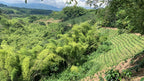 A sweeping scenic view of the lush, verdant Quindío valley in Colombia, featuring a patchwork of dense bamboo forests, vibrant green hills, and distant blue mountains under a cloudy sky, capturing the 1750–2000 masl terroir of El Eden Farm.