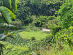 A tranquil view looking down into a vibrant green valley at El Eden Farm in Quindío, featuring a winding river, flat grassy fields, dense bamboo jungles, and neat rows of coffee plants, showcasing the rich biodiversity of the region.