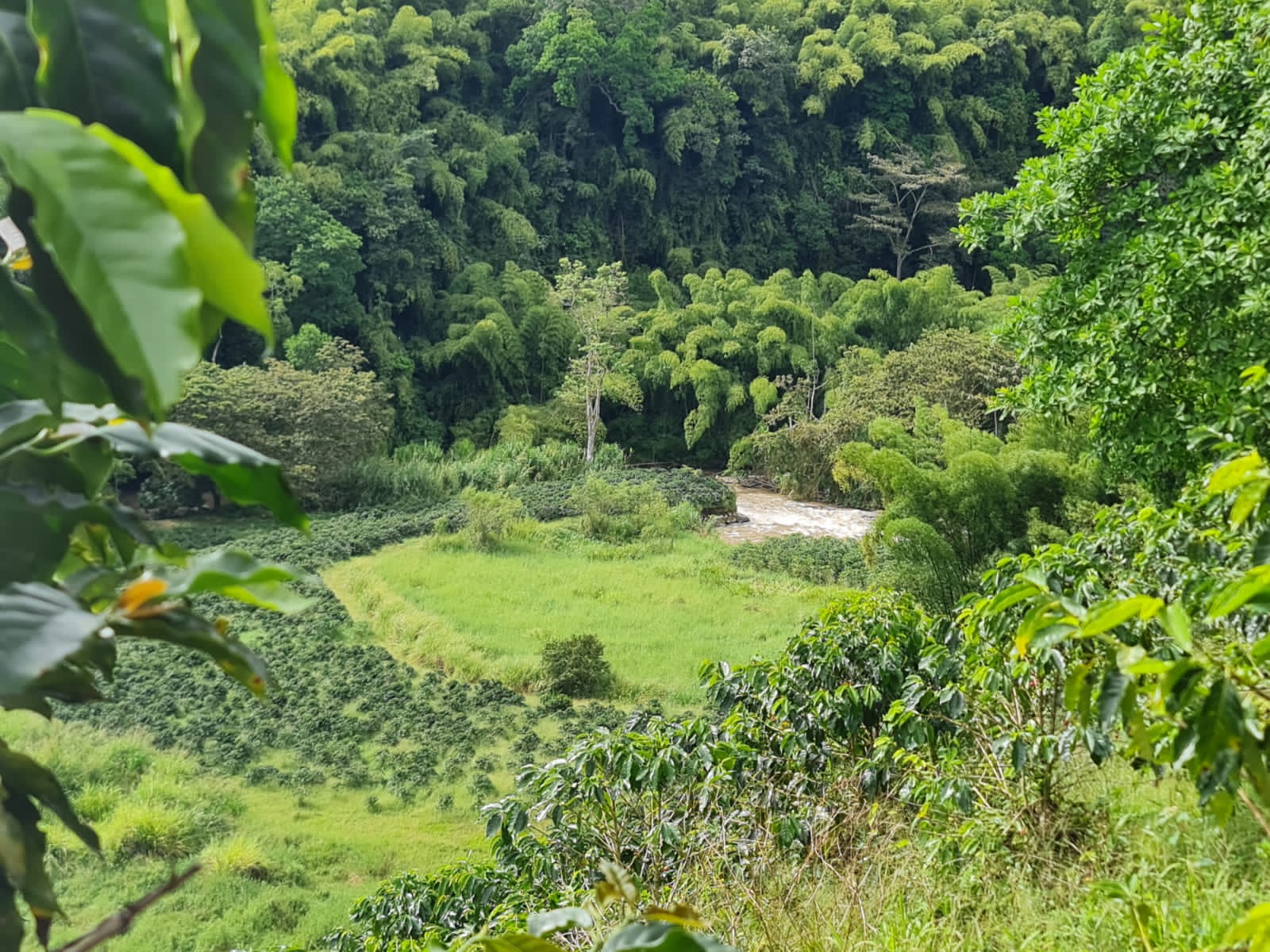 A tranquil view looking down into a vibrant green valley at El Eden Farm in Quindío, featuring a winding river, flat grassy fields, dense bamboo jungles, and neat rows of coffee plants, showcasing the rich biodiversity of the region.