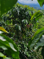 A layered view of a mature Pink Bourbon coffee bush heavily laden with red and green cherries at El Eden Farm, framed by vibrant foreground leaves with rolling green mountains and a blue sky visible in the distance.