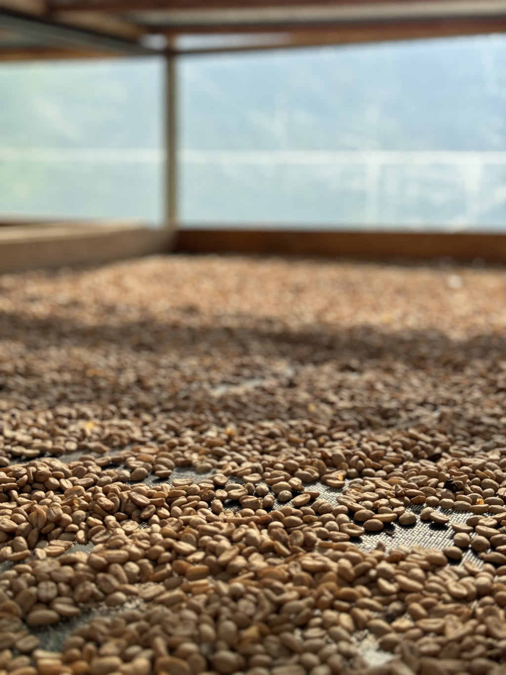 A macro, ground-level perspective of golden parchment coffee beans drying in a thin layer on raised mesh beds at Finca Satus in Pitalito, Huila, Colombia, capturing the first stage of the slow, controlled drying process for Somewhere Coffee's Washed Pink Bourbon.