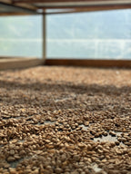 A macro, ground-level perspective of golden parchment coffee beans drying in a thin layer on raised mesh beds at Finca Satus in Pitalito, Huila, Colombia, capturing the first stage of the slow, controlled drying process for Somewhere Coffee's Washed Pink Bourbon.