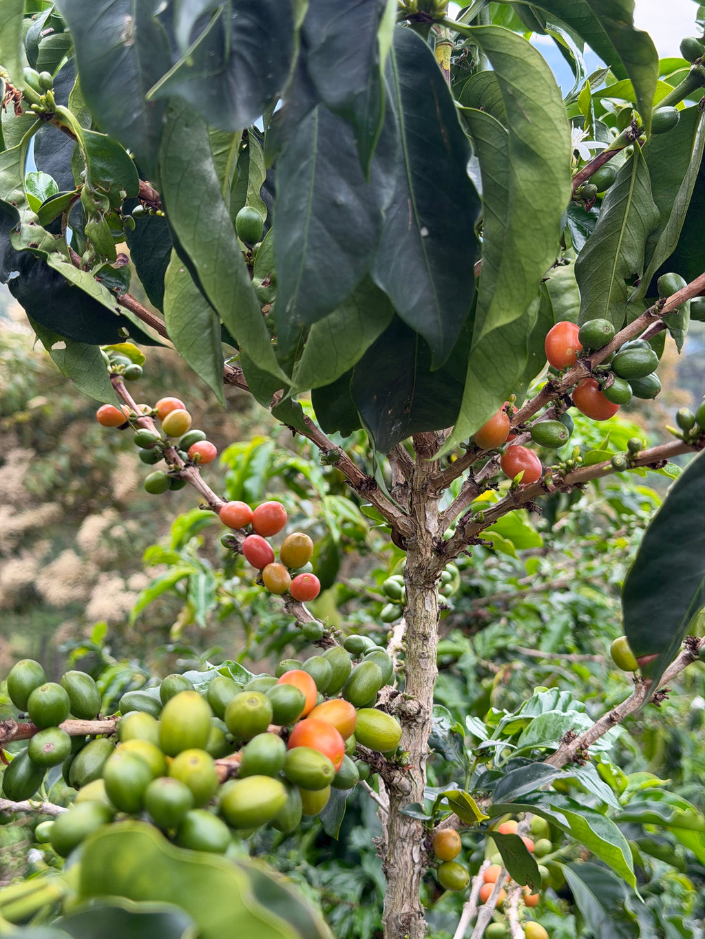 A close-up of a branch at Finca Satus heavy with ripening Pink Bourbon coffee cherries, showing a mix of vibrant green, fiery orange, and deep red hues against broad, glossy green leaves, ready for selective hand-harvesting in Pitalito, Huila.