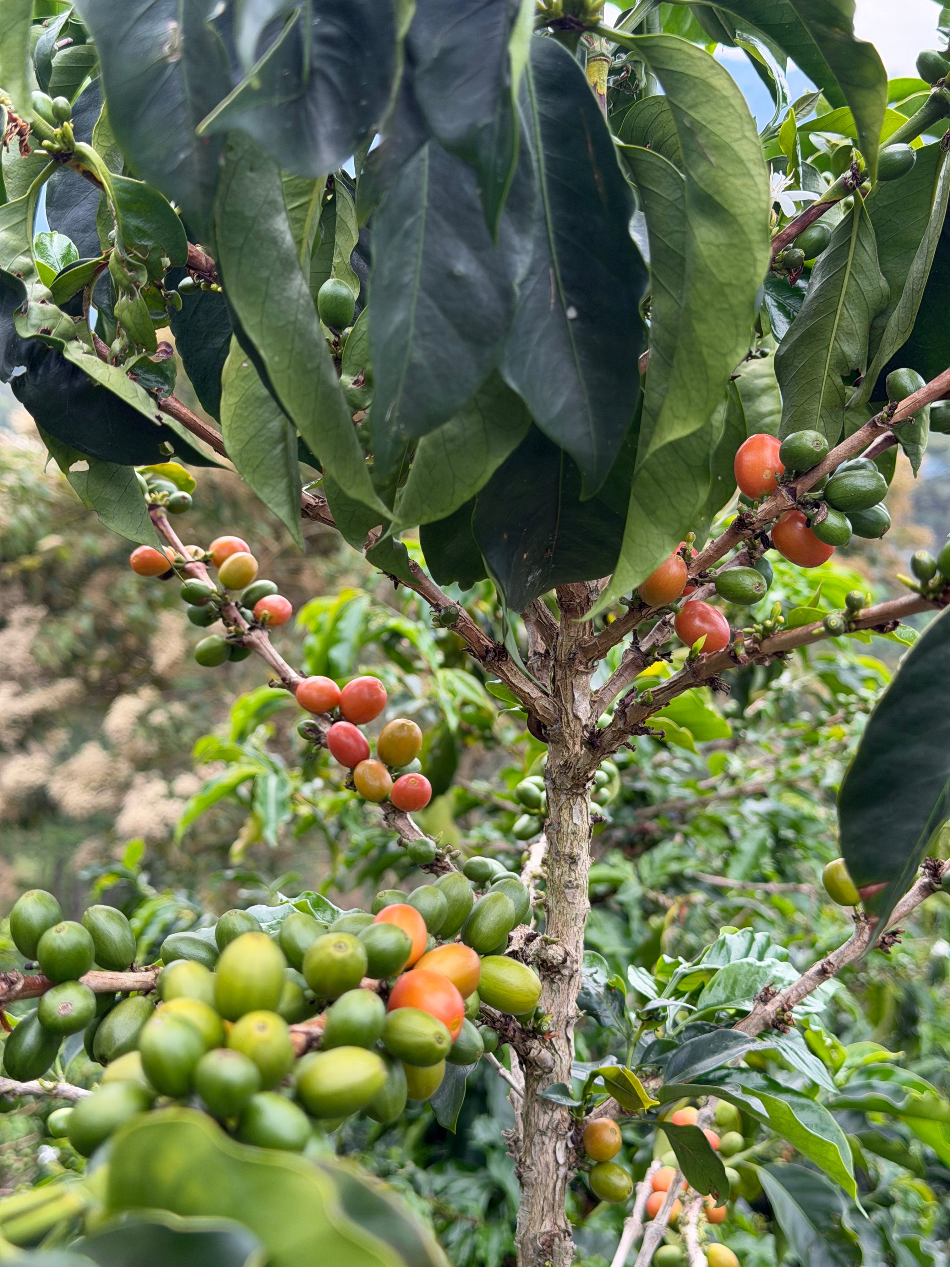 A close-up of a branch at Finca Satus heavy with ripening Pink Bourbon coffee cherries, showing a mix of vibrant green, fiery orange, and deep red hues against broad, glossy green leaves, ready for selective hand-harvesting in Pitalito, Huila.