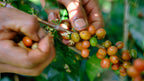 Close-up of a farmer's hands meticulously hand-picking perfectly ripened orange and red coffee cherries from the branch at La Reserva Farm in Pitalito, Huila, ensuring only the highest quality fruit is selected for Marlon Rojas' co-fermented washed experimental lot for Somewhere Coffee.