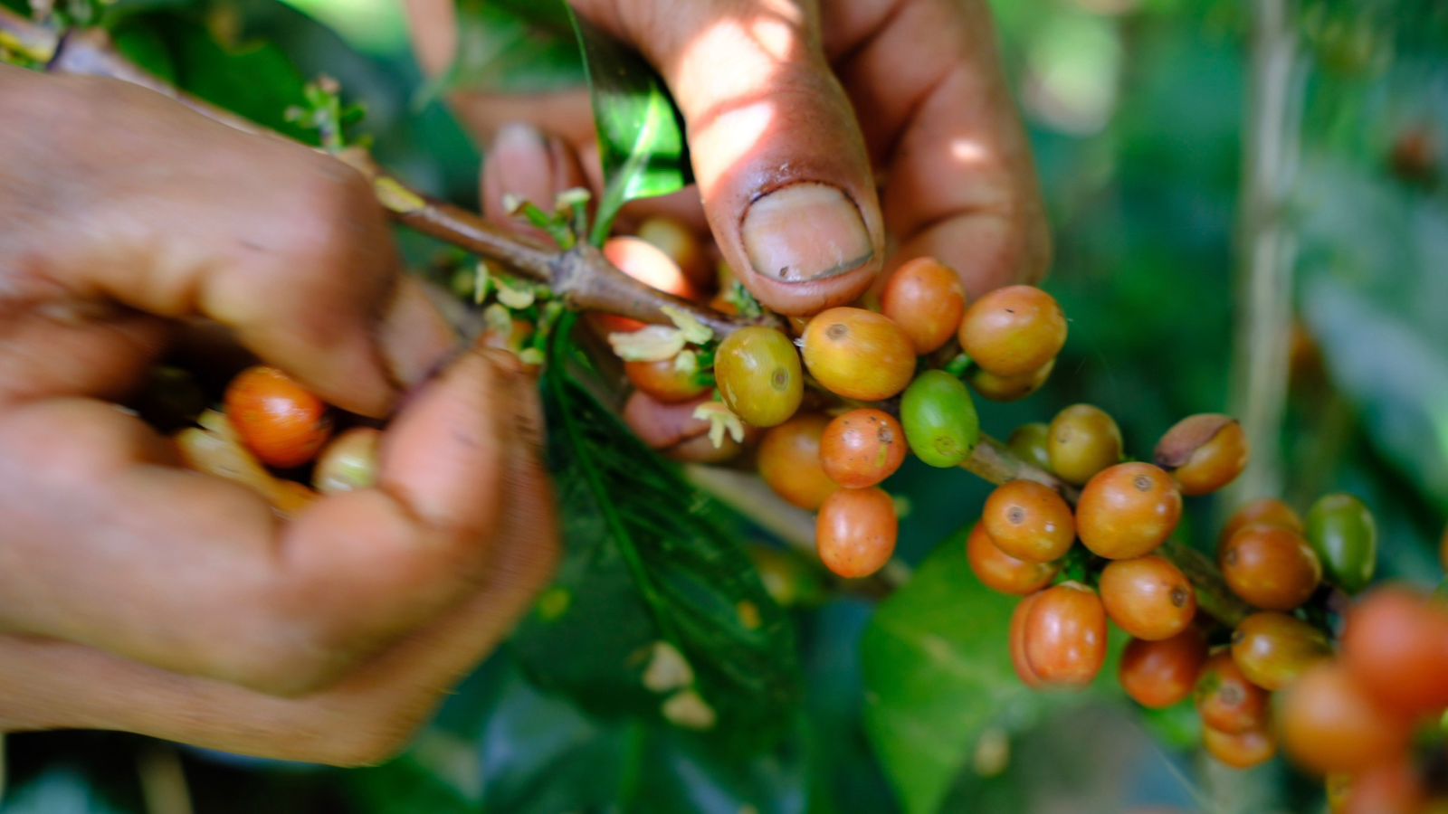 Close-up of a farmer's hands meticulously hand-picking perfectly ripened orange and red coffee cherries from the branch at La Reserva Farm in Pitalito, Huila, ensuring only the highest quality fruit is selected for Marlon Rojas' co-fermented washed experimental lot for Somewhere Coffee.