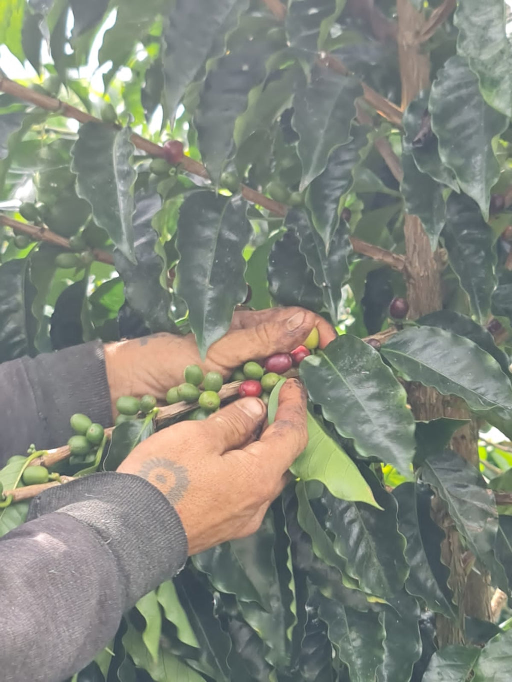 A macro close-up of a farm worker's weathered, tattooed hands gently parting the leaves to carefully hand-pick a perfectly ripe red coffee cherry from the branch at El Eden Farm in Quindío, Colombia, showcasing the meticulous human care behind Every Somewhere Coffee bean.
