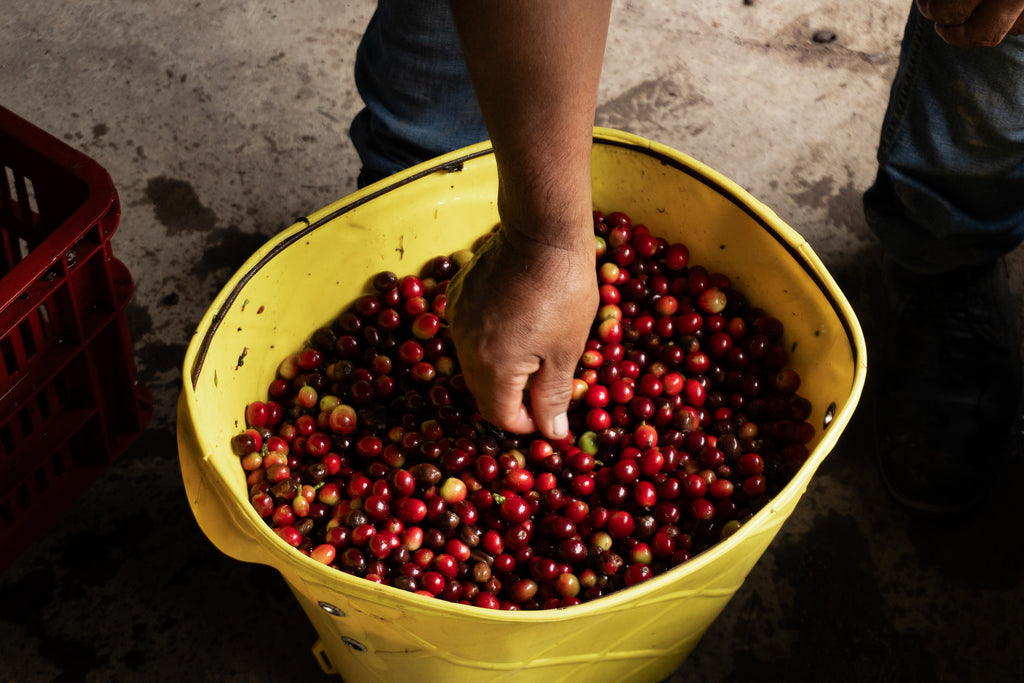 A close-up of a hand reaching into a yellow harvest bucket to inspect freshly picked, deep red Castillo coffee cherries during the May 2026 harvest at La Cabaña Farm in Huila, ensuring only the best fruit goes into the experimental Thermo Shock process for Somewhere Coffee.
