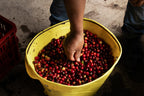 A close-up of a hand reaching into a yellow harvest bucket to inspect freshly picked, deep red Castillo coffee cherries during the May 2026 harvest at La Cabaña Farm in Huila, ensuring only the best fruit goes into the experimental Thermo Shock process for Somewhere Coffee.