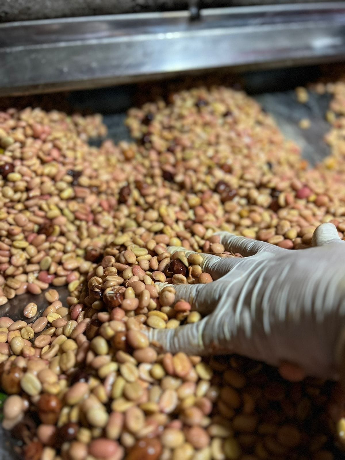 A gloved hand meticulously sorting Washed Gesha coffee beans at Laboyani Farm in Colombia, a crucial quality control measure to remove defective beans for Somewhere Coffee.