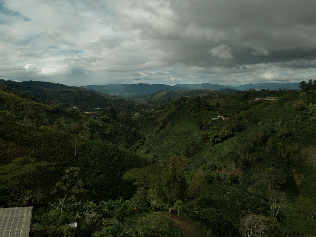 A sweeping, moody landscape view of the lush, green mountainous terrain of Bruselas, Huila, Colombia, where the La Cabaña farm sits at 1550 masl, producing experimental coffee for Somewhere Coffee.