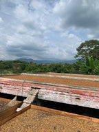 The golden parchment coffee drying on elevated wooden raised beds at La Sirena Farm in Armenia, Quindío, Colombia, framed by a dramatic cloudy sky and lush green mountains, the final natural stage before the Castillo honey beans are packed for Somewhere Coffee.