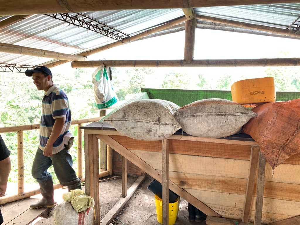 A smiling coffee producer walking through the rustic bamboo and corrugated metal drying shed at La Sirena Farm in Armenia, Quindío, Colombia. Resting on the wooden table are full burlap sacks of dried Castillo parchment coffee and a yellow plastic fermentation container, highlighting the traditional, artisanal process behind Somewhere Coffee's spiced co-fermented honey lot.