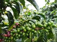 A misty, atmospheric view of a coffee field at Laderas del Tapias, with Catiope coffee bushes bearing yellow, orange, and green cherries in the foreground, looking out over a fog-covered mountain landscape in Neira, Caldas.
