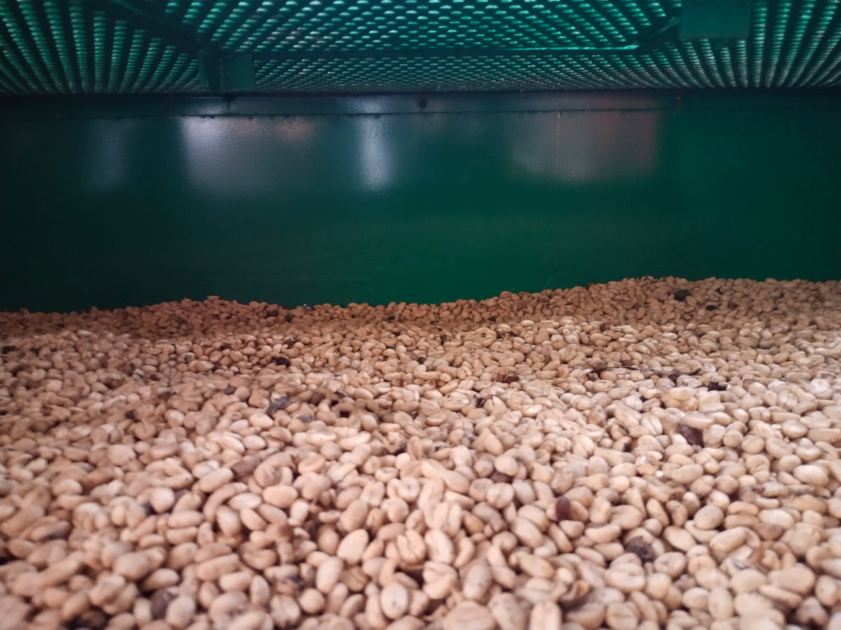 A close-up, interior view of a mechanical dryer at Laderas del Tapias, showing a thick layer of golden parchment coffee beans drying evenly beneath a perforated metal ceiling, ensuring precise moisture control after the natural process for Somewhere Coffee.