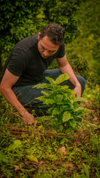 Producer Marlon Rojas crouching low in the lush, humid soil to inspect a healthy young coffee seedling at La Reserva Farm in Pitalito, Huila. This image showcases his hands-on commitment to the future harvests and sustainable farming behind Somewhere Coffee's premium micro-lots.