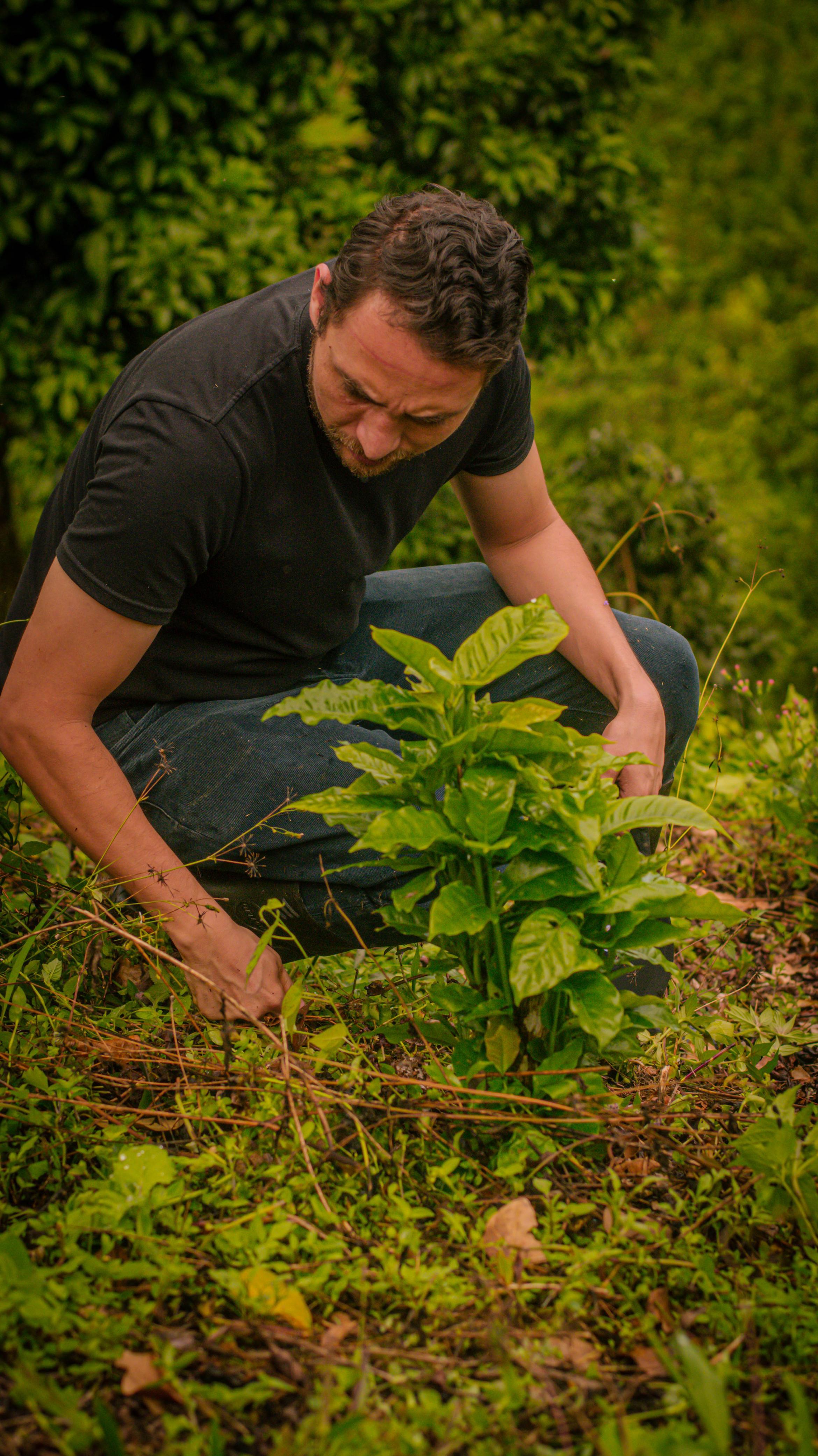 Producer Marlon Rojas crouching low in the lush, humid soil to inspect a healthy young coffee seedling at La Reserva Farm in Pitalito, Huila. This image showcases his hands-on commitment to the future harvests and sustainable farming behind Somewhere Coffee's premium micro-lots.